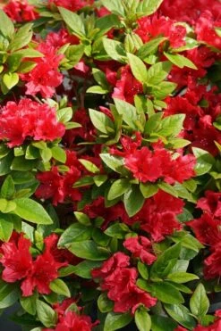 Perfecto Mundo Red Reblooming Azalea - 3 Gallon Pot -FloraHaven Shop azalea perfecto mundo red 2