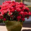 Perfecto Mundo Red Reblooming Azalea - 3 Gallon Pot -FloraHaven Shop azalea perfecto mundo red 3