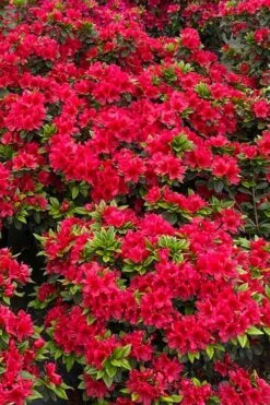 Perfecto Mundo Red Reblooming Azalea - 3 Pack Of Quart Pots -FloraHaven Shop azalea perfecto mundo red 5 1