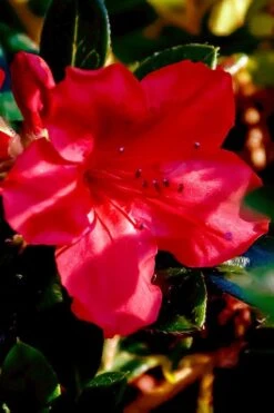 Perfecto Mundo Red Reblooming Azalea - 3 Pack Of Quart Pots -FloraHaven Shop azalea perfecto mundo red 6 1