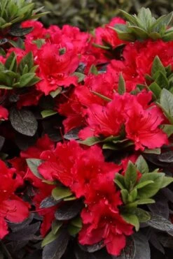 Perfecto Mundo Red Reblooming Azalea - 1 Gallon Pot -FloraHaven Shop azalea perfecto mundo red 8 3