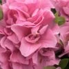 Perfecto Mundo Double Pink Reblooming Azalea - 3 Gallon Pot -FloraHaven Shop azalea perfectomundo double pink 101