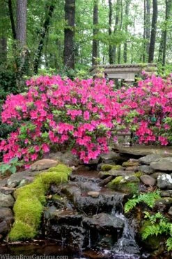 Pink Formosa Azalea - 3 Gallon Pot -FloraHaven Shop azalea pink formosa 2 1