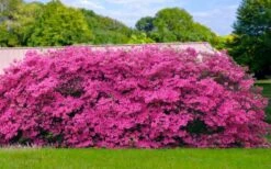 Pink Formosa Azalea - 3 Gallon Pot -FloraHaven Shop azalea pink formosa 4 1