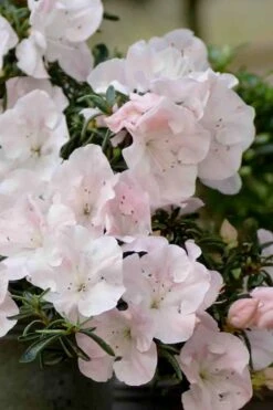 Tsuki No Shimo Satsuki Azalea - 3 Gallon Pot -FloraHaven Shop azalea satsuki tsuki no shimo 100