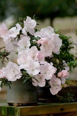 Tsuki No Shimo Satsuki Azalea - 3 Gallon Pot -FloraHaven Shop azalea satsuki tsuki no shimo 101