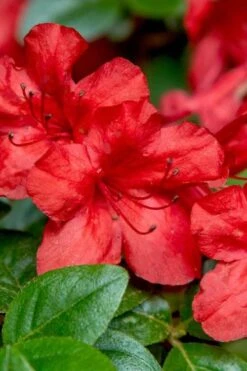 Stewartstonian Azalea - 1 Gallon Pot -FloraHaven Shop azalea stewartstonian 2 1