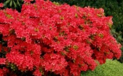 Stewartstonian Azalea - 1 Gallon Pot -FloraHaven Shop azalea stewartstonian 3 1