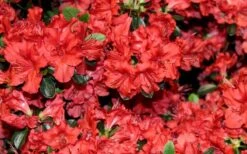 Stewartstonian Azalea - 3 Gallon Pot -FloraHaven Shop azalea stewartstonian 4