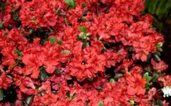 Stewartstonian Azalea - 3 Gallon Pot -FloraHaven Shop azalea stewartstonian 6