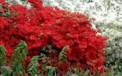 Stewartstonian Azalea - 1 Gallon Pot -FloraHaven Shop azalea stewartstonian 7 1