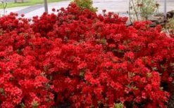 Stewartstonian Azalea - 1 Gallon Pot -FloraHaven Shop azalea stewartstonian 8 1