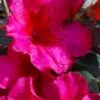 Temple Alexandra Aromi Evergreen Azalea - 1 Gallon Pot -FloraHaven Shop azalea temple alexandra 2