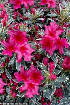 The Robe Azalea - 3 Gallon Pot -FloraHaven Shop azalea the robe 3