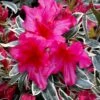 The Robe Azalea - 2 Gallon Pot -FloraHaven Shop azalea the robe 4 1