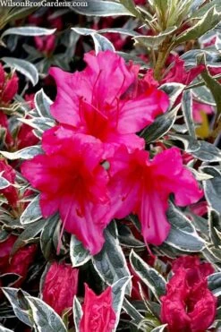 FloraHaven Shop 33 The Robe Azalea - 2 Gallon Pot