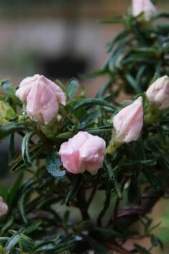 Tsuki No Shimo Satsuki Azalea - 3 Gallon Pot -FloraHaven Shop azalea tsuki no shimo 2