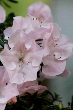 Tsuki No Shimo Satsuki Azalea - 3 Gallon Pot -FloraHaven Shop azalea tsuki no shimo 3