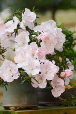 Tsuki No Shimo Satsuki Azalea - 3 Gallon Pot -FloraHaven Shop azalea tsuki no shimo 6