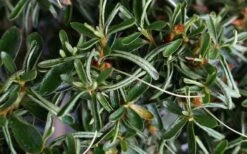 Tsuki No Shimo Satsuki Azalea - 3 Gallon Pot -FloraHaven Shop azalea tsuki no shimo 7