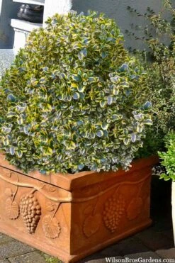 Sunburst Variegated Korean Boxwood - 1 Gallon Pot -FloraHaven Shop boxwood sunburst golden 11