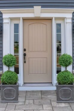 Common Boxwood 2-Ball Poodle Tier Topiary (Buxus Sempervirens) - 3 Gallon Pot (Short) 9 Common Boxwood 2-Ball Poodle Tier Topiary (Buxus Sempervirens) - 3 Gallon Pot (Short) -FloraHaven Shop boxwood two ball poodle tier 2