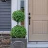 Common Boxwood 2-Ball Poodle Tier Topiary (Buxus Sempervirens) - 3 Gallon Pot (Short) -FloraHaven Shop boxwood two ball poodle tier 3
