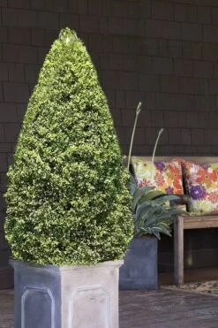 Variegated Boxwood (Buxus Sempervirens 'Aureovariegata') - 2 Gallon Pot -FloraHaven Shop boxwood variegated cone 2 1