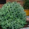 Gordo Boxwood - 5 Pack Of Quart Pots 1 Gordo Boxwood - 5 Pack Of Quart Pots -FloraHaven Shop buxus gordo boxwood 1 1