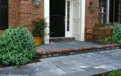 Gordo Boxwood - 1 Gallon Pot -FloraHaven Shop buxus gordo boxwood 2