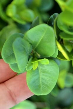 Gordo Boxwood - 1 Gallon Pot -FloraHaven Shop buxus gordo boxwood 3