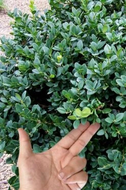 Gordo Boxwood - 6 Pack Of 1 Gallon Pots -FloraHaven Shop buxus gordo boxwood 4 2