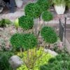 Green Mountain Boxwood Pom Pom Topiary - 7 Gallon Pot 2 Green Mountain Boxwood Pom Pom Topiary - 7 Gallon Pot -FloraHaven Shop buxus green mountain boxwood pom pom topiary 2