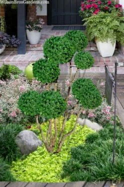 Green Mountain Boxwood Pom Pom Topiary - 7 Gallon Pot