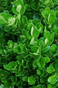 Richard Boxwood (Buxus Harlandii) - 3 Gallon Pot -FloraHaven Shop buxus harlandii richard dwarf boxwood 2