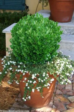 Richard Boxwood (Buxus Harlandii) - 3 Gallon Pot -FloraHaven Shop buxus harlandii richard dwarf boxwood 4