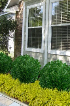 Richard Boxwood (Buxus Harlandii) - 3 Gallon Pot -FloraHaven Shop buxus harlandii richard dwarf boxwood 5