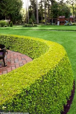 Golden Triumph Variegated Dwarf Boxwood - 3 Gallon Pot 11 Golden Triumph Variegated Dwarf Boxwood - 3 Gallon Pot -FloraHaven Shop buxus microphylla golden triumph boxwood hedge 2 1