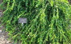 Unraveled Weeping Boxwood - 3 Gallon Pot 15 Unraveled Weeping Boxwood - 3 Gallon Pot -FloraHaven Shop buxus microphylla japonica unraveled boxwood 4