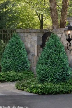 John Baldwin Boxwood - 1 Gallon Pot