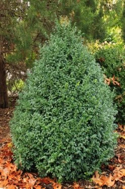 John Baldwin Pyramidal Boxwood - 3 Gallon Pot -FloraHaven Shop buxus microphylla john baldwin boxwood 6 1