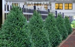 John Baldwin Boxwood - 1 Gallon Pot -FloraHaven Shop buxus microphylla john baldwin boxwood 8