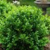 Little Missy Dwarf Boxwood - 5 Pack Of Quart Pots -FloraHaven Shop buxus microphylla little missy dwarf boxwood 1 2