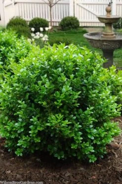 Little Missy Dwarf Boxwood - 5 Pack Of Quart Pots