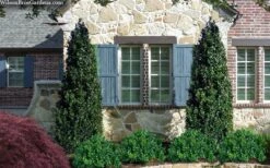 Arctic Emerald Columnar Boxwood - 1 Gallon Pot -FloraHaven Shop buxus sempervirens arctic emerald boxwood 103 1