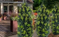 Arctic Emerald Columnar Boxwood - 1 Gallon Pot -FloraHaven Shop buxus sempervirens arctic emerald boxwood 105 1
