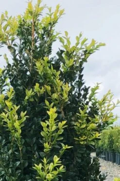 Arctic Emerald Columnar Boxwood - 6 Pack Of 1 Gallon Pots 13 Arctic Emerald Columnar Boxwood - 6 Pack Of 1 Gallon Pots -FloraHaven Shop buxus sempervirens arctic emerald boxwood 12