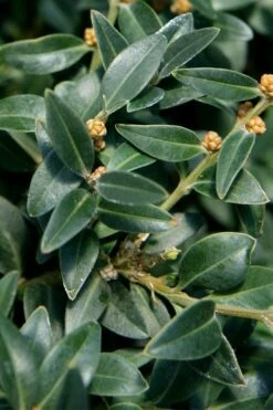 Arctic Emerald Columnar Boxwood - 1 Gallon Pot -FloraHaven Shop buxus sempervirens arctic emerald boxwood 16 1