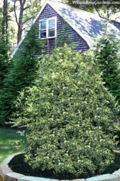 Golden Weeping Boxwood (Buxus Sempervirens 'Aurea Pendula') - 1 Gallon Pot 10 Golden Weeping Boxwood (Buxus Sempervirens 'Aurea Pendula') - 1 Gallon Pot -FloraHaven Shop buxus sempervirens aurea pendula variegated weeping boxwood 3