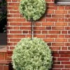 Variegated Boxwood 2-Ball Poodle Tier Topiary - 5 Gallon Pot -FloraHaven Shop buxus sempervirens aureovariegata boxwood 2 ball poodle tier 7